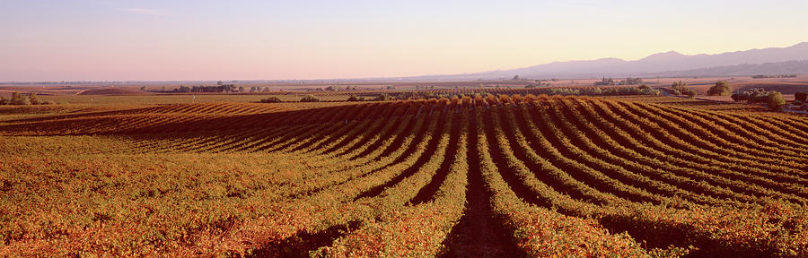 High Angle View Of A Vineyard, Dunnigan Photograph by Panoramic Images