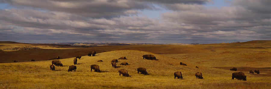 Buffalo Photograph - High Angle View Of Buffaloes Grazing by Panoramic Images