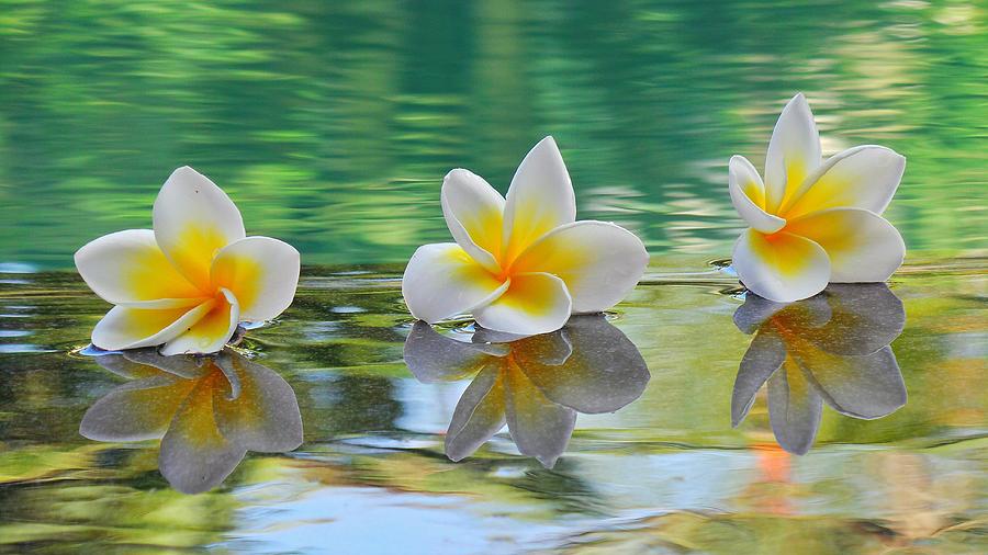 High Angle View Of Frangipanis Floating On Pond Photograph by Joseph Jeanmart / EyeEm