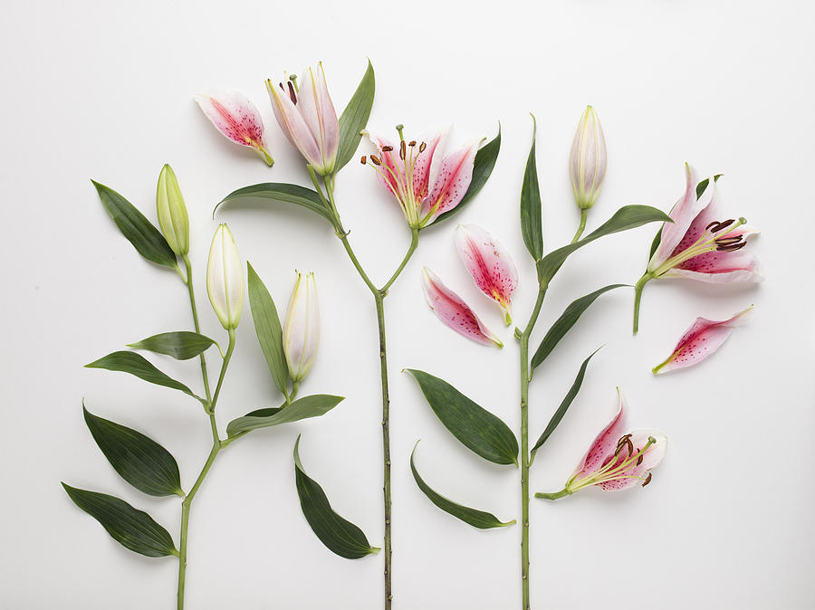 High angle view of pink and white lilies cut up into pieces laid out on a white background Photograph by Daniel Day