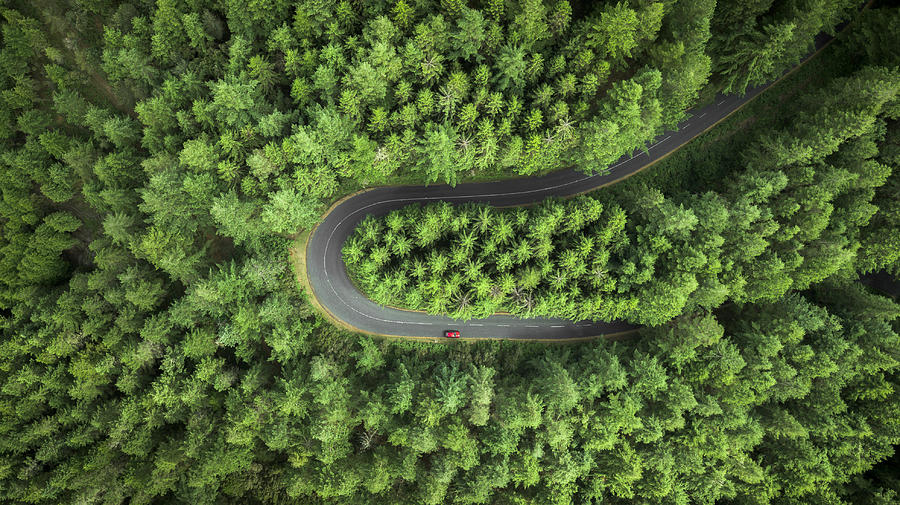 High Angle View Of Plants On Road Amidst Trees Photograph by Cicero Castro / EyeEm