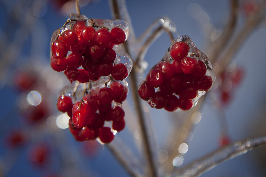 Winter Photograph - High Bush Cranberries by Gary Hall