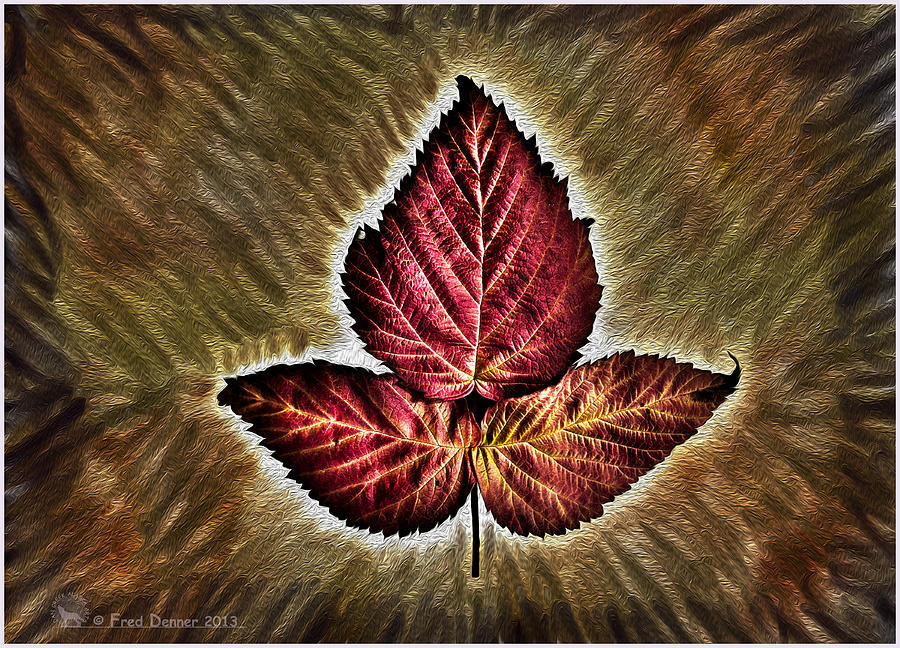 High Bush Cranberry Leaf Photograph by Fred Denner
