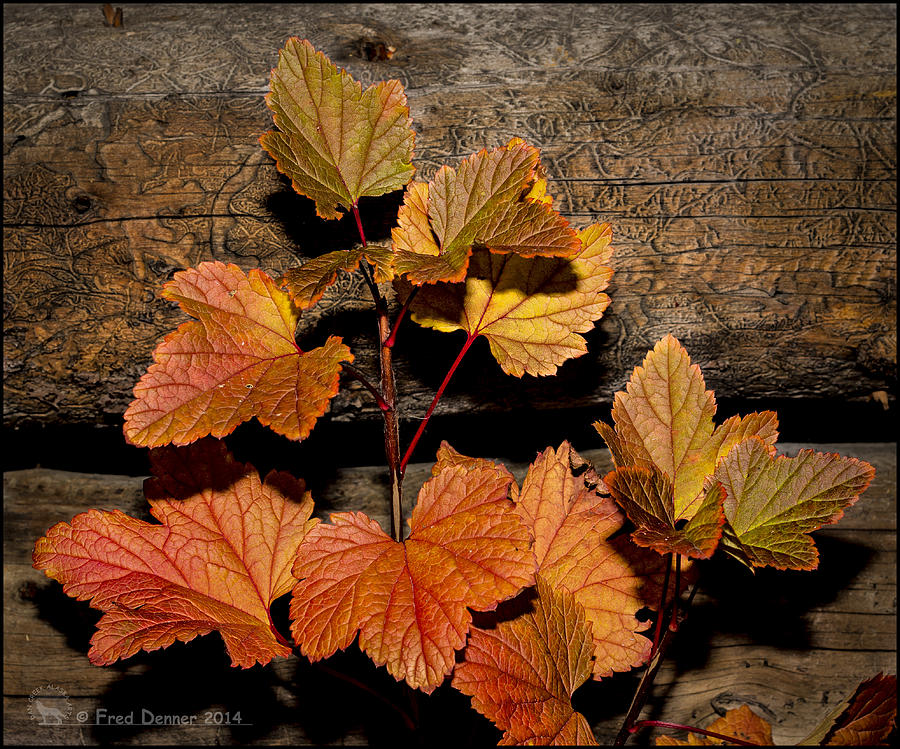High bush Cranberry Leaves Photograph by Fred Denner