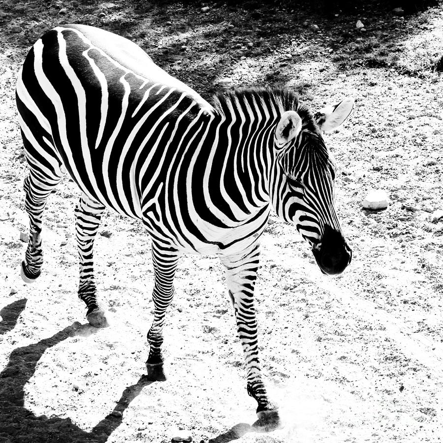 High Contrast Monochrome Zebra Photograph by Anita Oakley