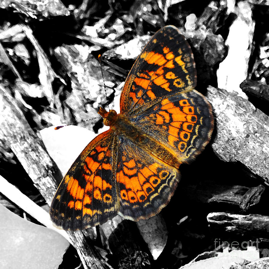 High Contrast Vibrant Orange Spotted Butterfly Closeup Macro Color Splash Digital Art Photograph by Shawn OBrien