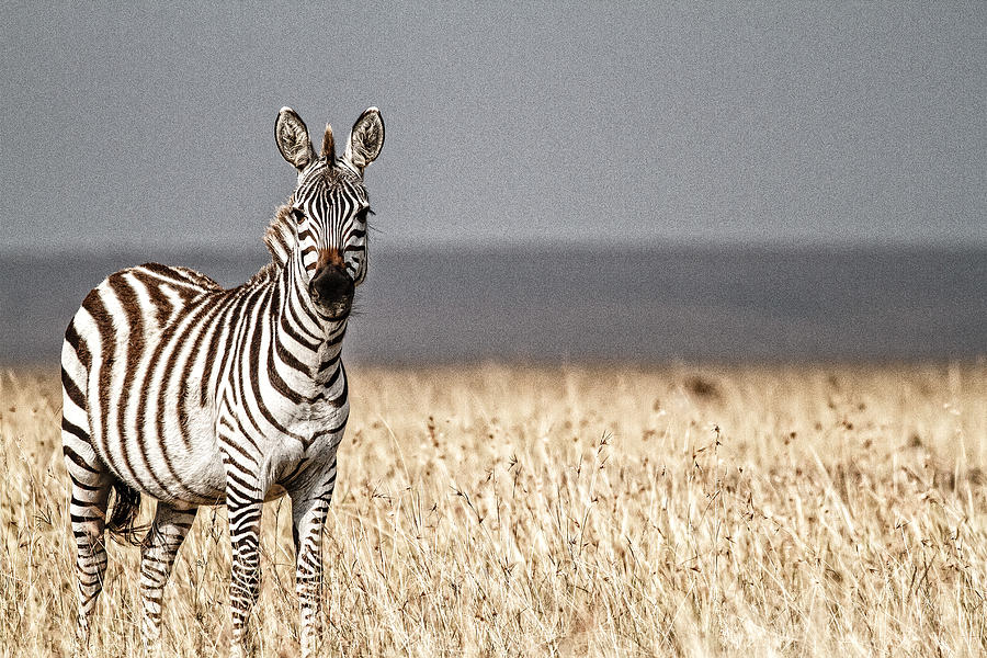 High Contrast Zebra Photograph by Mike Gaudaur