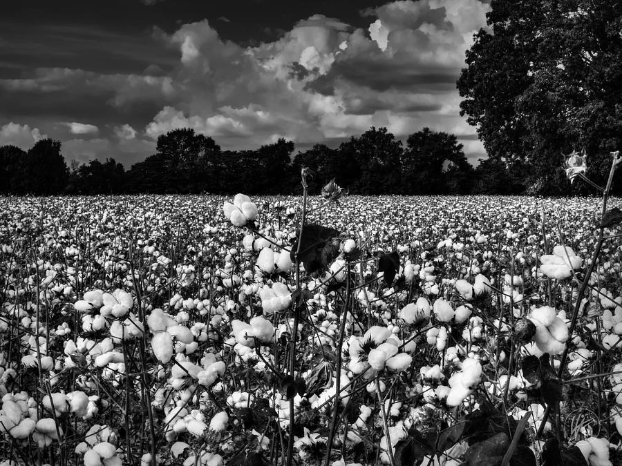 High Cotton 002 BW Photograph by Lance Vaughn