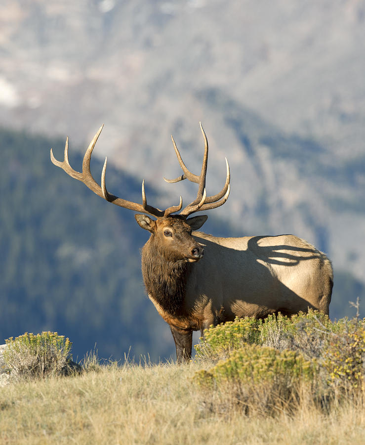 High Country Bull Elk Photograph by Gary Langley | Fine Art America