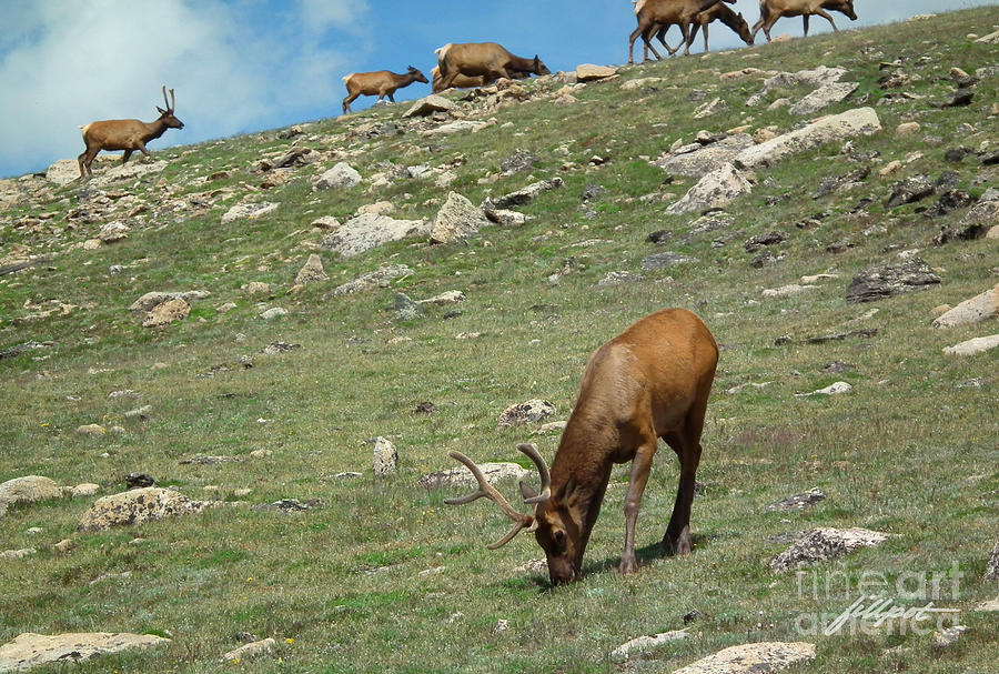 Rocky Mountain National Park Photograph - High Country Elk by Bon and Jim Fillpot