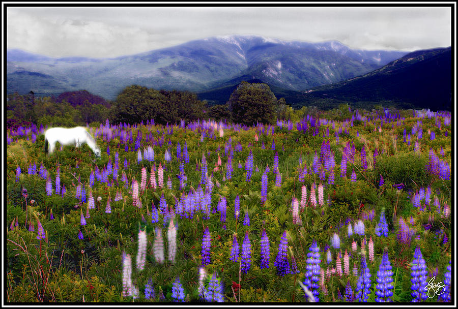 High Country Lupine Dreams Photograph by Wayne King