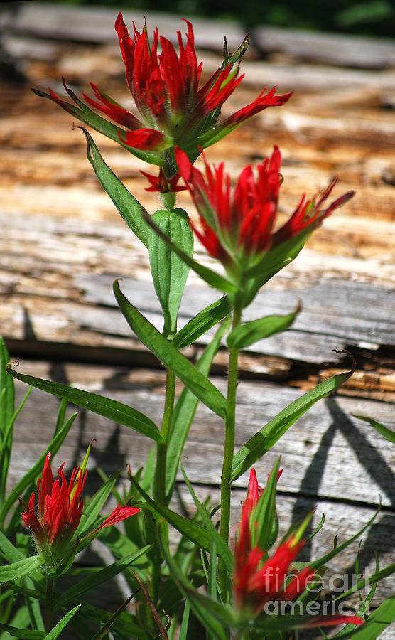 High Country Wildflowers Photograph by Sharon Elliott