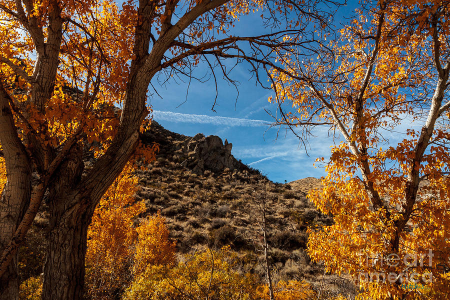 High Desert Fall Photograph by Mitch Shindelbower