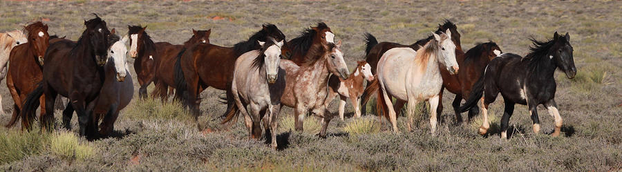 High Desert Horses Photograph by Diane Bohna