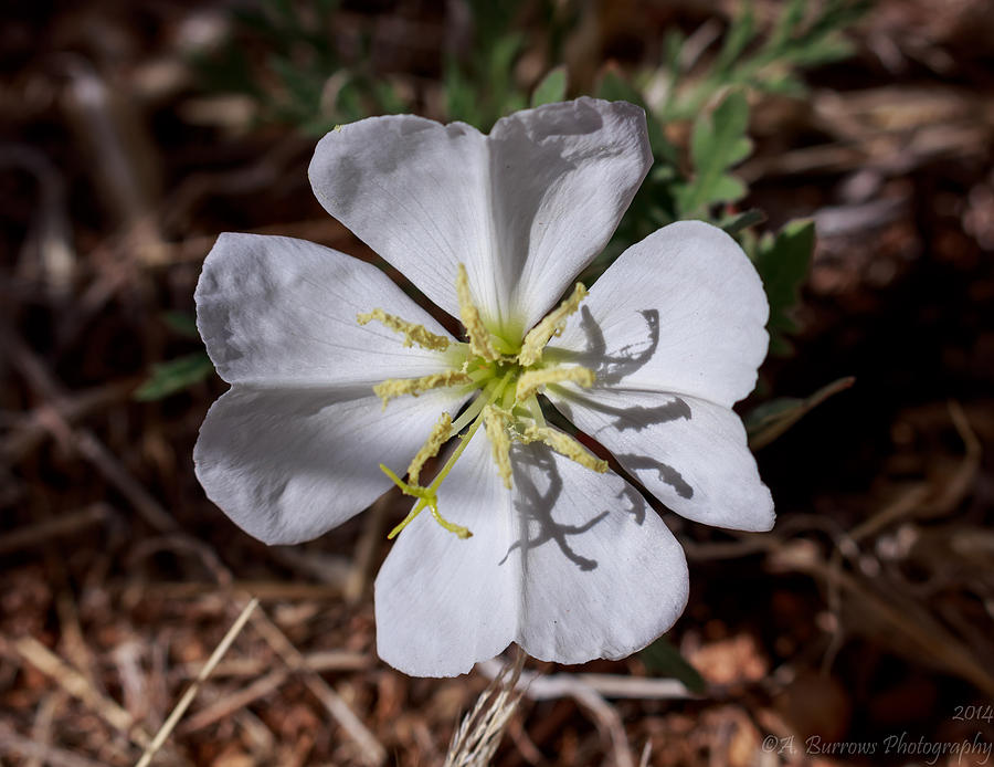 High Desert White Primrose Photograph by Aaron Burrows