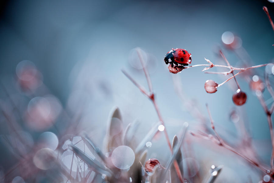 Ladybug Photograph - High Diving by Fabien Bravin