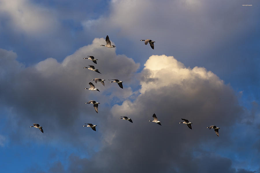 Geese Photograph - High Flight by Ron Jones