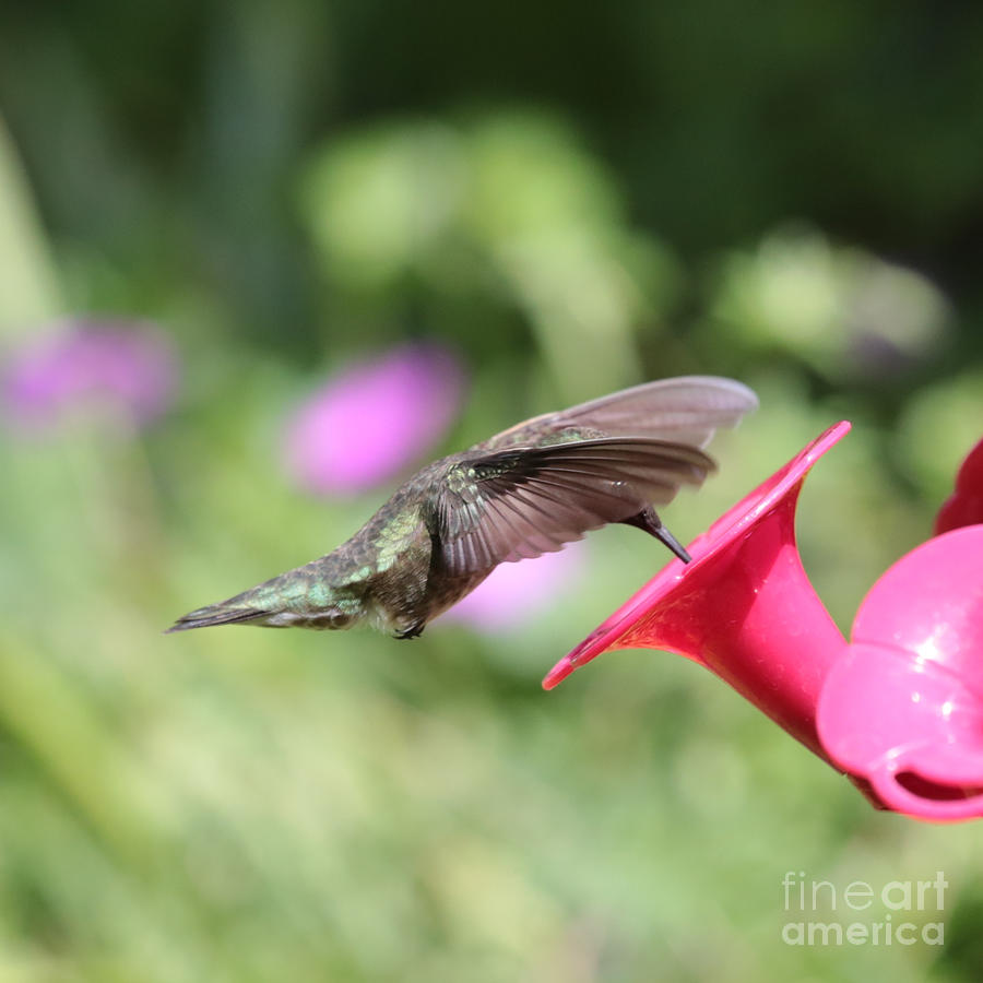Hummingbird High Flyer 4 Photograph by Carol Groenen