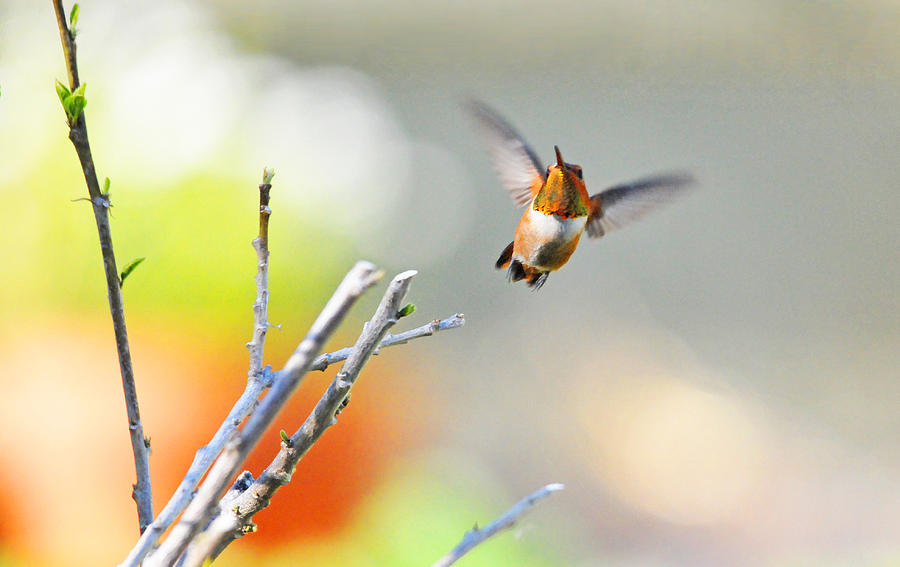 High Flying Beauty Photograph by Lynn Bauer