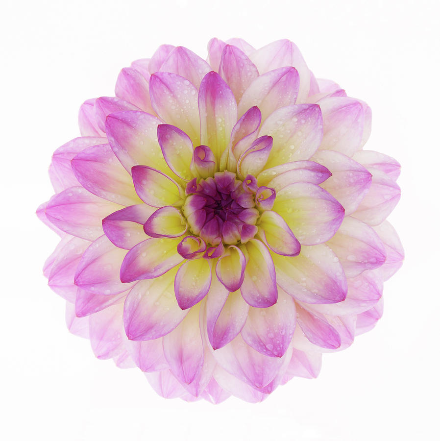 High Key Close-up Of Dahlia El Paso, In Photograph by Rosemary Calvert