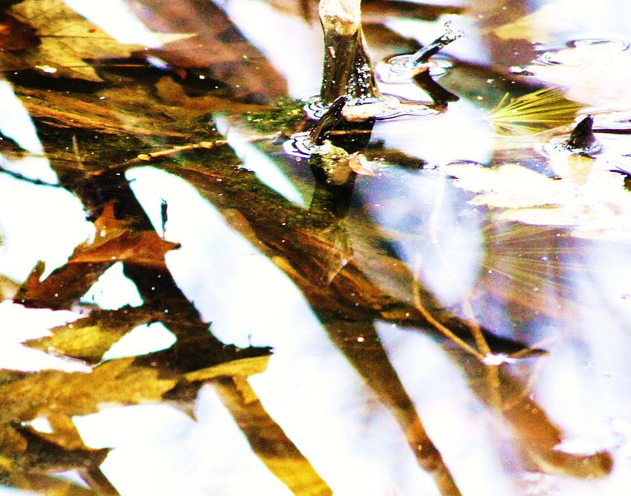 High Key Color Autumn Leaves Preserved In Lake After Spring Thaw  Photograph by Rosemarie E Seppala
