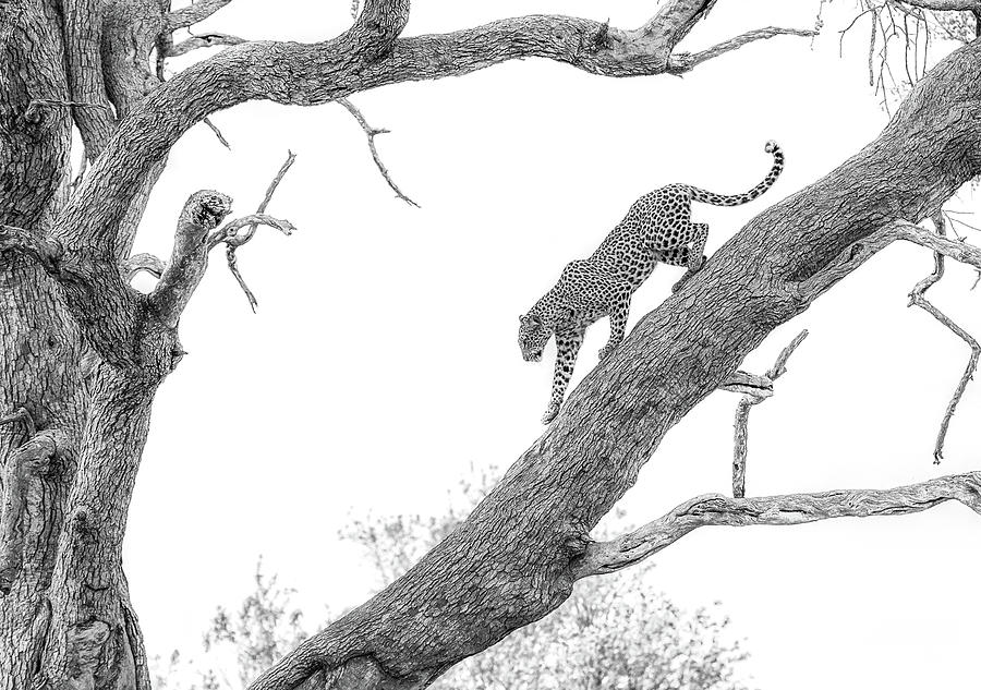 Black And White Photograph - High Key Leopard by Jaco Marx