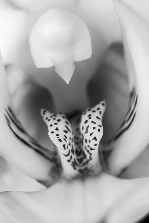 Abstract Photograph - High Key Orchid by Adam Romanowicz