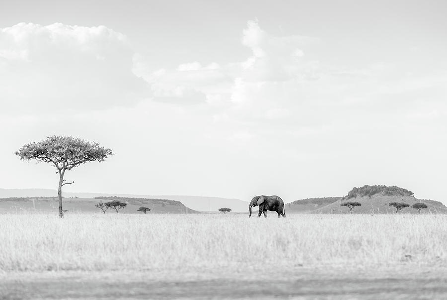 Wildlife Photograph - High Key Savannah by Jaco Marx