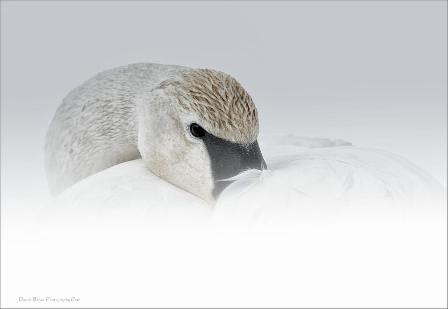 High Key Swan Portrait Photograph by Daniel Behm
