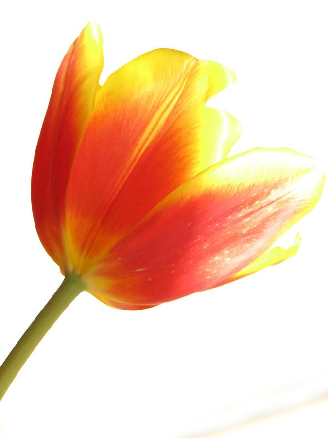 Tulip Photograph - High-Key Tulip by Nancy De Flon