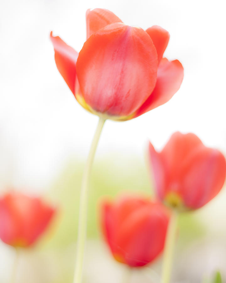 High Key Tulips Photograph by Adam Romanowicz
