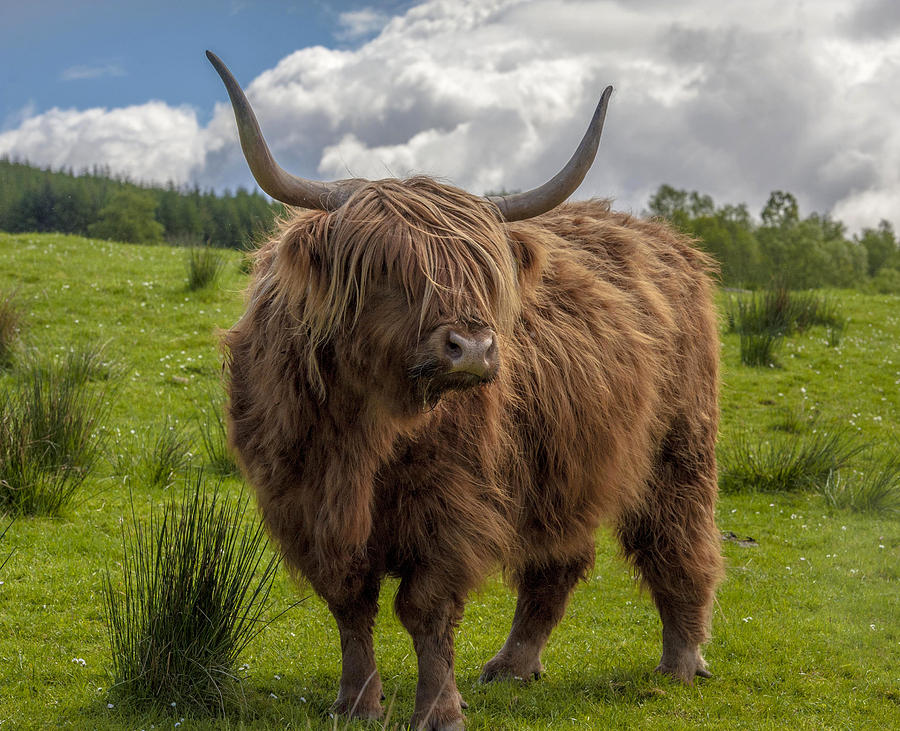 Scotland Photograph - High Know Brown Cow by Terry Cosgrave