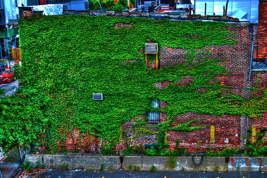New York City Photograph - High Line Ivy by Randy Aveille