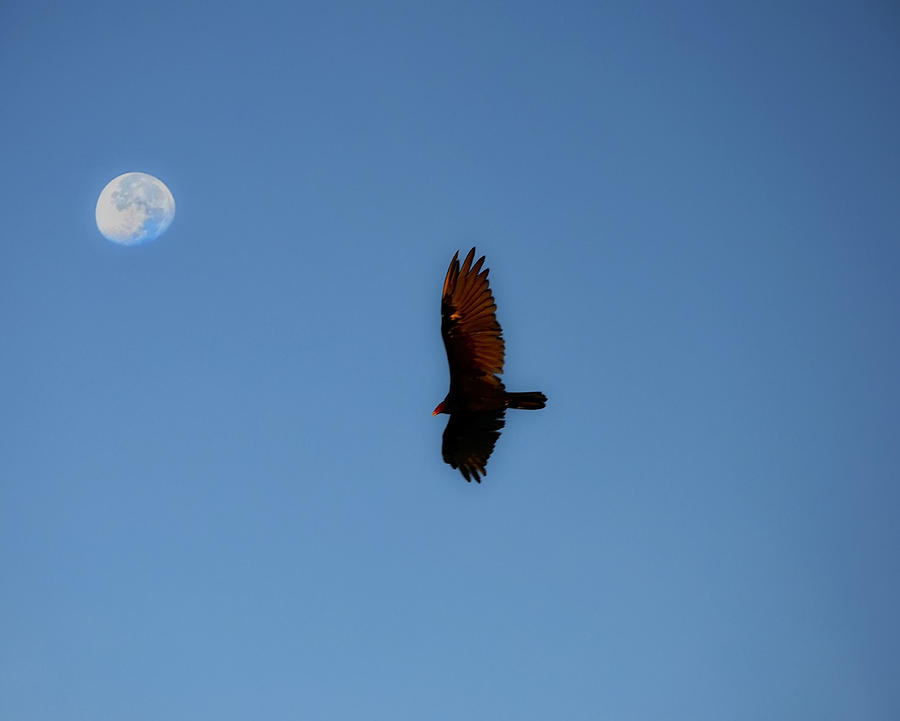 High Moon Over Osprey Photograph by Bill Cannon