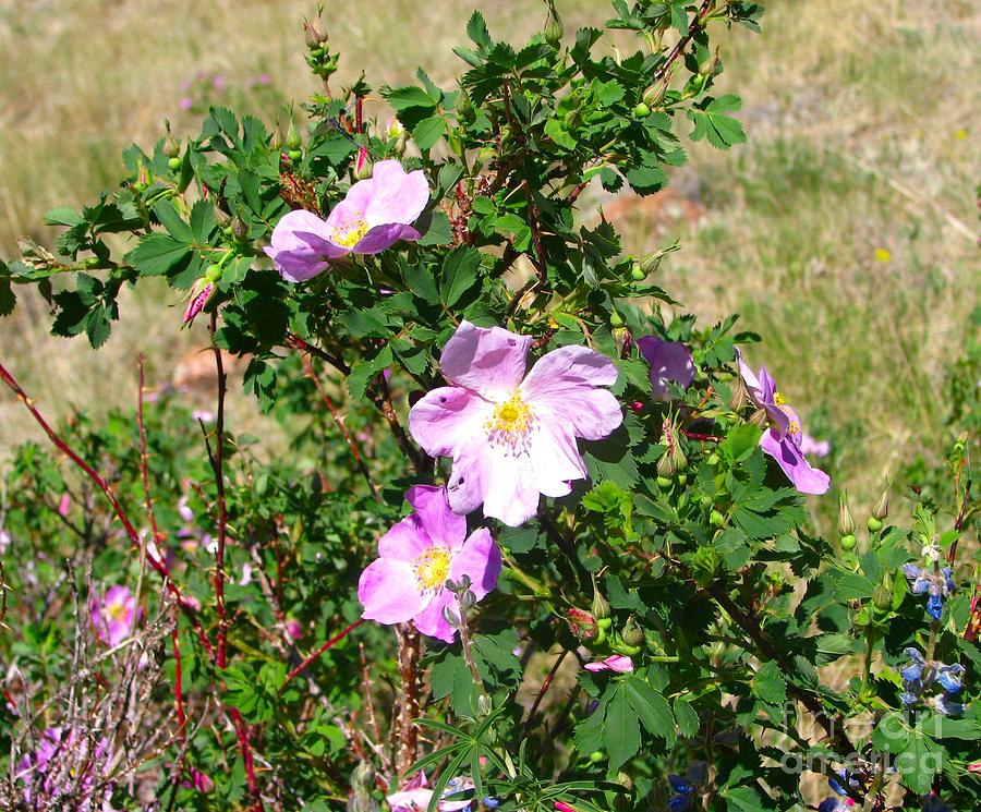High Mountain Wild Rose Photograph by Dana Carroll | Fine Art America
