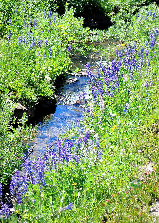 High Mtn Creek w Lupine Photograph by Vicki Coover
