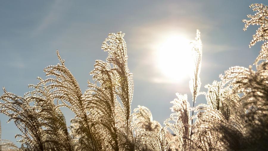 High Noon Photograph by Debbie Summers - Fine Art America