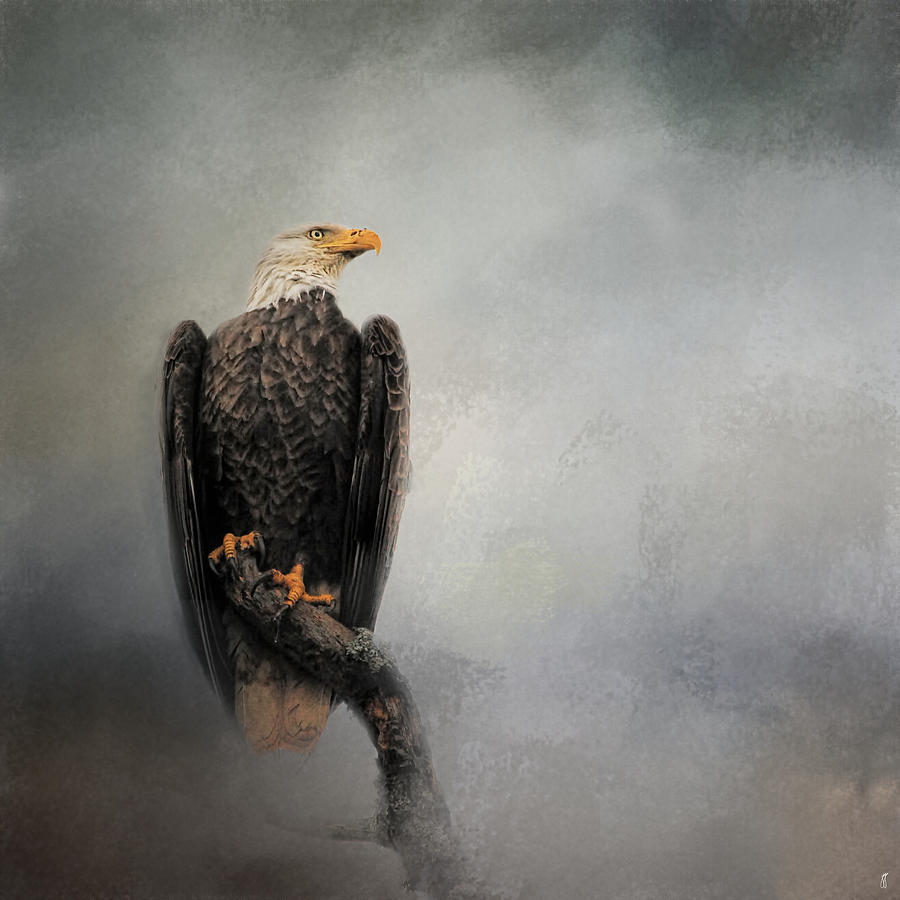 High Perch - Bald Eagle - Wildlife Photograph by Jai Johnson