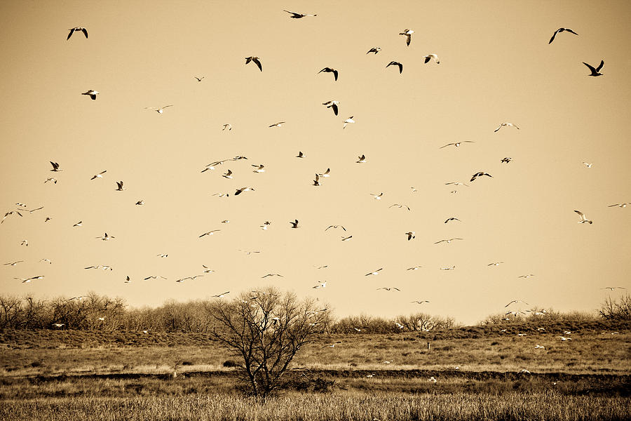 High Plains Seagulls Photograph by Marilyn Hunt