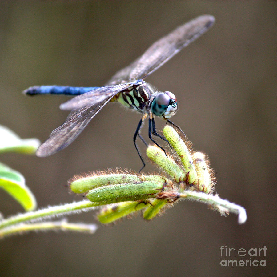 High Riding Dragonfly Photograph by Carol Groenen