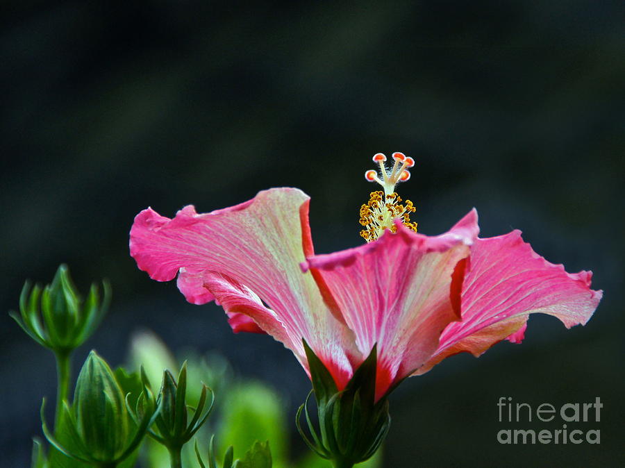 High Speed Hibiscus Flower Photograph by Byron Varvarigos