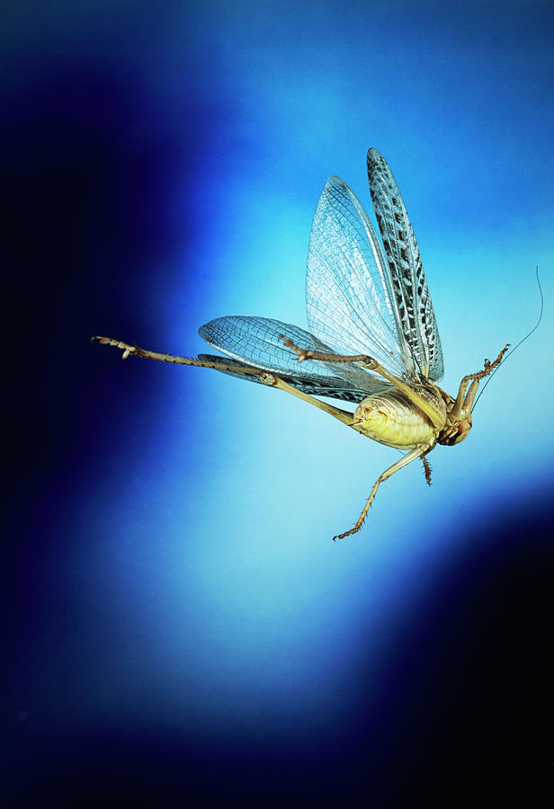 High-speed Photo Of A Grey Bush-cricket In Flight Photograph by Dr ...