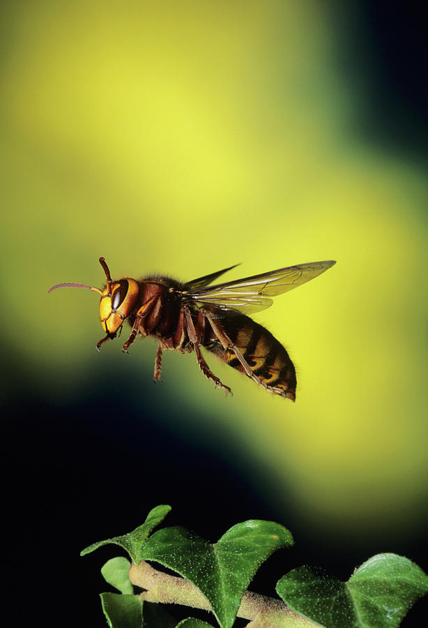 High-speed Photo Of A Hornet In Flight Photograph by Dr. John Brackenbury/science Photo Library