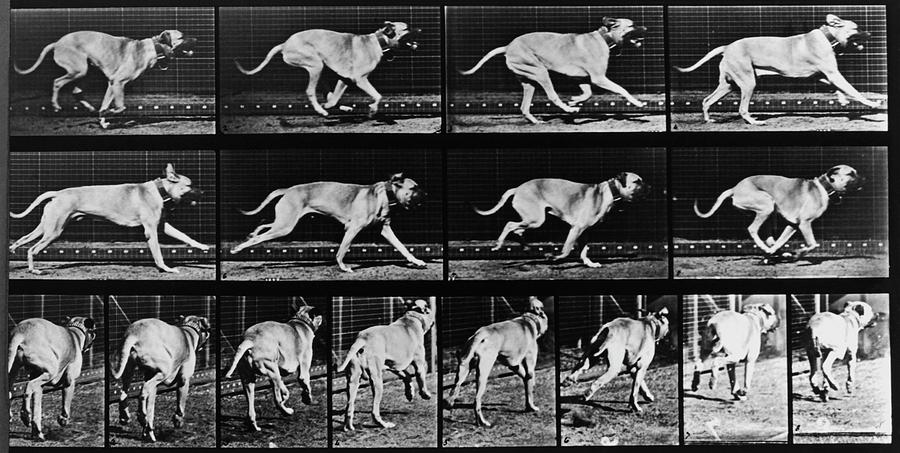 High-speed Sequence Of A Running Dog By Muybridge Photograph by Eadweard Muybridge Collection/ Kingston Museum/science Photo Library