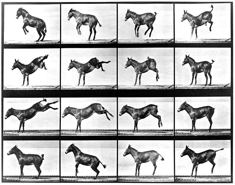 Animal Locomotion Photograph - High-speed Sequences Of A Kicking Mule by Eadweard Muybridge Collection/ Kingston Museum/science Photo Library