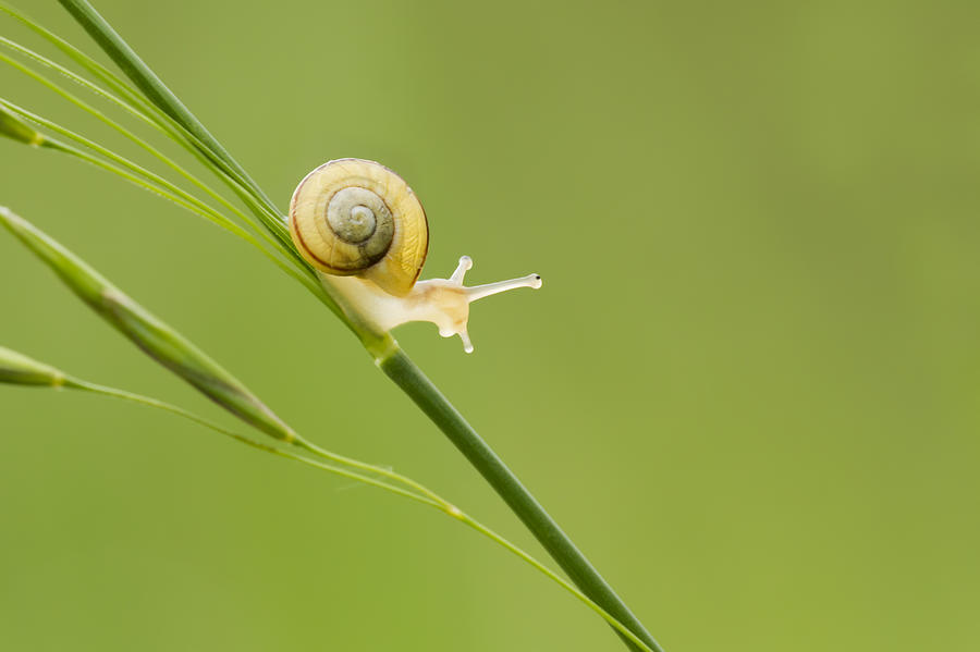 Spring Photograph - High Speed Snail by Mircea Costina Photography