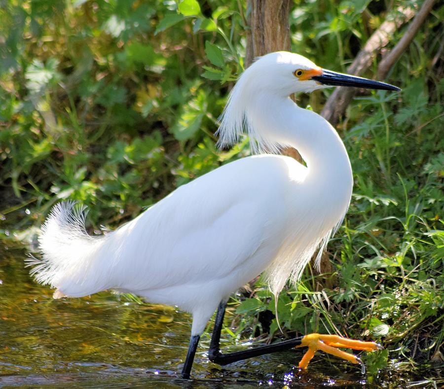 High Stepping Egret 1 Photograph by Sheri McLeroy
