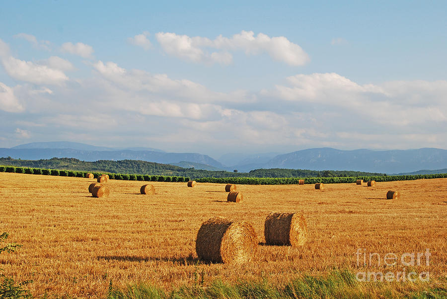 High Summer Harvest Photograph by Ankya Klay