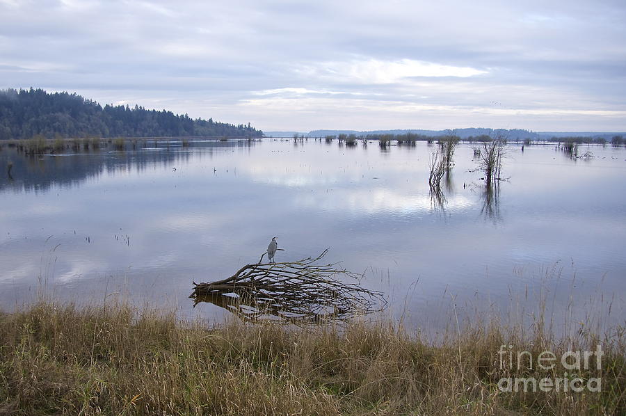 High Tide - Nisqually Estuary Photograph by Sean Griffin