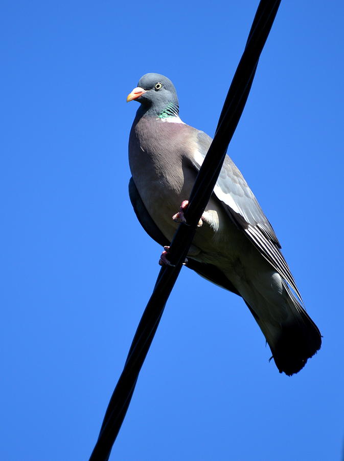 Pigeon Photograph - High Wire by Bishopston Fine Art